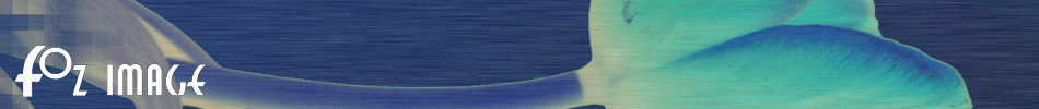 Fozimage � Masthead - Tulip